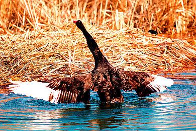 继Krysta之后 美任Minute节目另一位主持人Kit也宣布离职